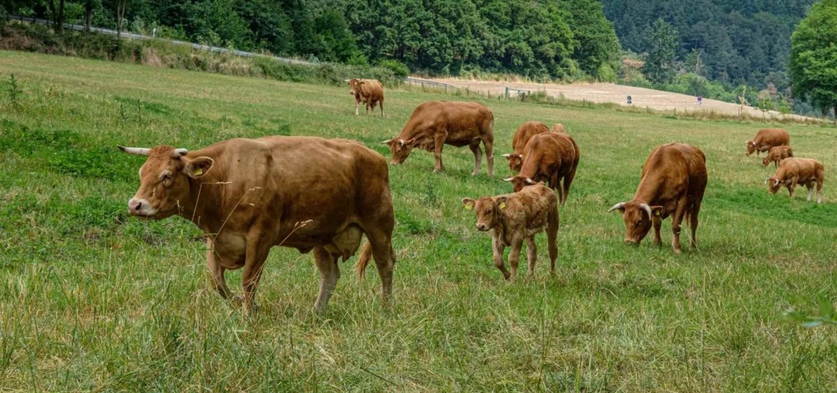 Albweiderind - vonschelkle