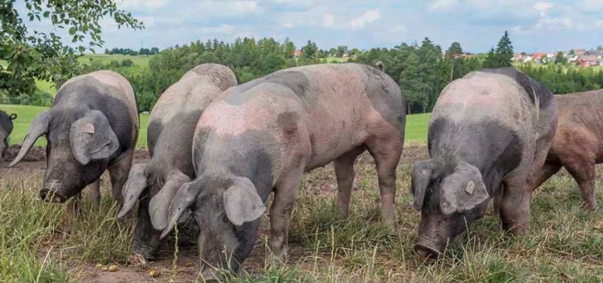 Alberico - vonschelkle