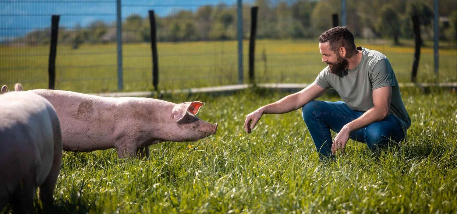 Albweideschwein