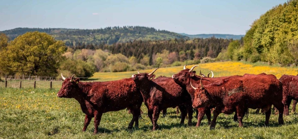 Salers-Rind - vonschelkle